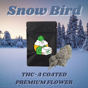 Snow Bird (Exotic Hybrid)